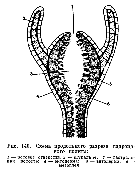 Кракен 9ат